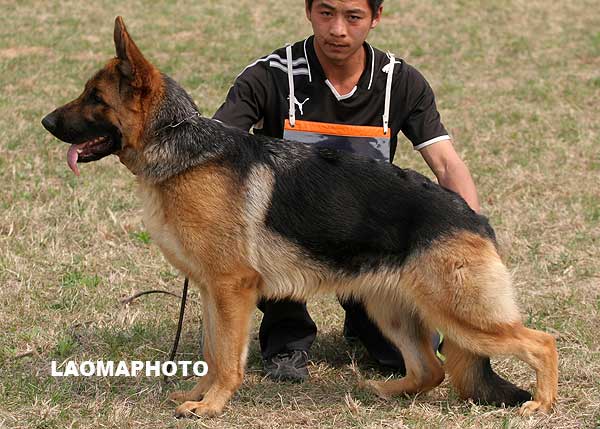 vv2 8026 Genie von TianYi，母，2008-04-11，CKA6706，CSZ78061  犬主：赵振平