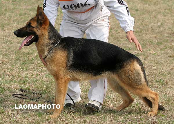 vv4 8006 Inda von JinXiang，母，2008-05-28，CSA6752，CSZ79585  犬主：李晓滨