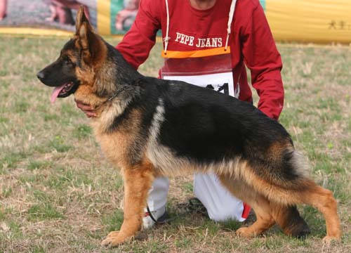 vv2 9011 Dubaiq von HeNanJinDun，公，2008-9-8，CHZ5143，CSZ86582 犬主：底书信