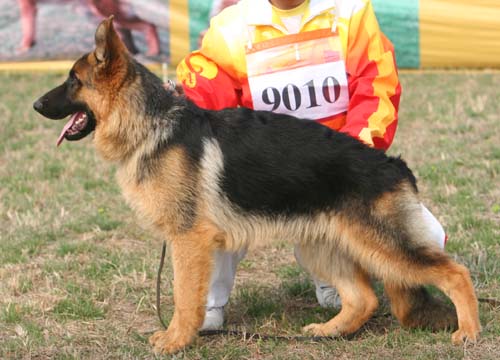 vv4 9010 Baccio von HeNanJinDun，公，2008-09-14，CHZ5123，CSZW86562 犬主：底书信
