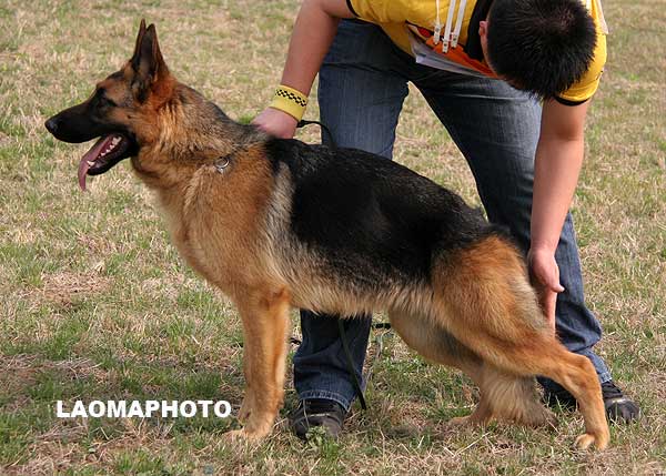 vv2 0012 Schiewa von ZhenDe，母，2008-07-15，CKZ6870，CSZ83600  犬主：容志刚