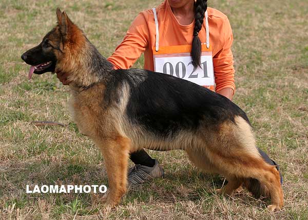vv3 0021 Liebcra von JiLi，母，2008-08-25，CHS6060，CSZ78377  犬主：白炎生