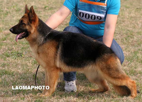 vv5 0009 Burga von GuanDe，母，2008-09-01，CPZ2092，CSZW87063  犬主：张俊辉