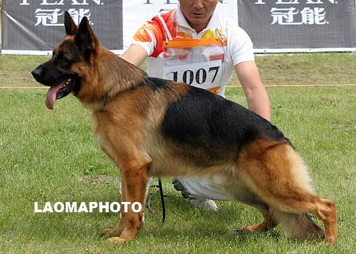 V2 1007* Belisar von Aurelius ，公，2006-05-15，R-C0415，CSZ8001834，犬主：唐柱林