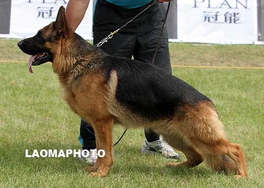V4 1009* Hasko von WeiSheng，公，2007-02-23，CJS4122，CSZ47772，犬主：赵显生