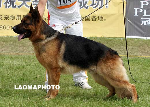 V5 1047 Zoltan vom Panonian Haus，2006-10-01，727962，CSZ8001970，犬主：李岩