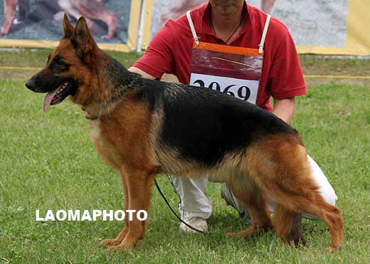 V3 2069* Ebi von XinTan 母，2006-02-28，CKF4586，CSZ25251，犬主：李经涛