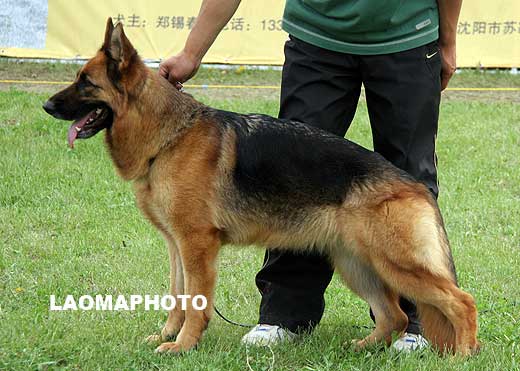 V4 2085* Babs von BaoLang，母，2006-02-11，CAF7330，CSZ25546，犬主：唐闻