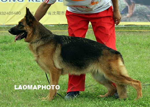 V5 2027* Nicki vom Aphroditer Kennel，母，2005-04-21，CYX645，CSZ8001227，犬主：潘怀东