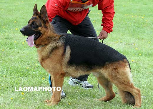 SG1 3008* Malin von WeiSheng，公，2007-09-07，CJS4769，CSZ60403，犬主：赵莹