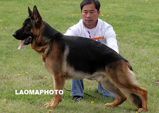 SG2 3028 Cadonna von FangDe，公，2007-07-01，CLA1257 ，CSZ51826，犬主：孙德宇