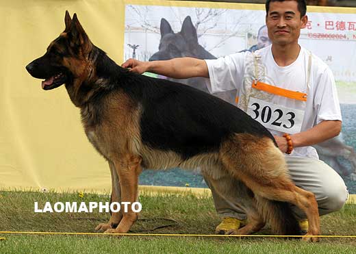 SG4 3023* Geff von JianDe，公，2007-06-01，CJS4630，CSZ60238，犬主：靳世铎