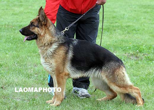 SG1 4019 Adlin von XingDa，母，2007-10-03，CEF8443，CSZ63333，犬主：纪东岩