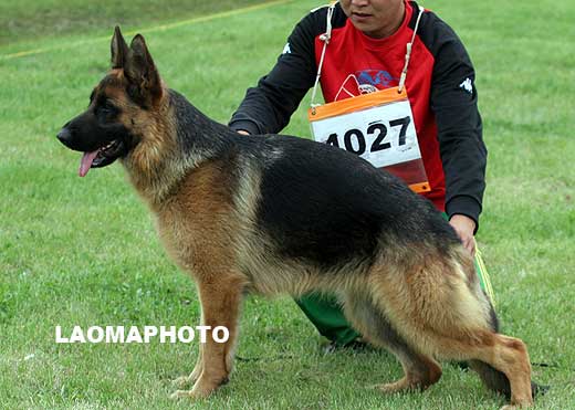 SG2 4027 Hali  von DongYu，母，2007-06-25，CLA2081，CSZ73937，犬主：孙德宇