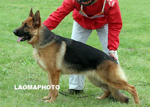 SG4 4028 Calisto von ZhongHao，母，2007-07-26，CES7988，CSZ59498，犬主：俞陆