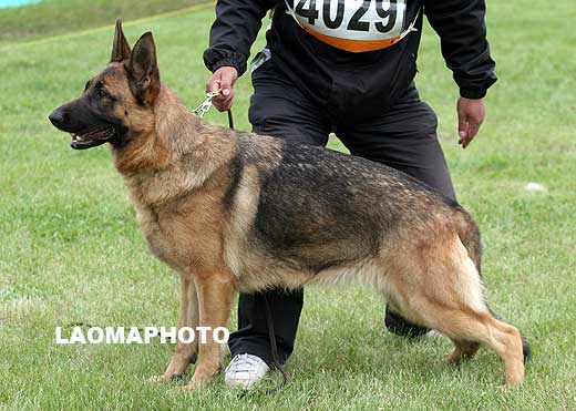 SG5 4029 Baxa von ShengLong，母，2007-11-08，CCJ0202，CSZ79997，犬主：杨天戊
