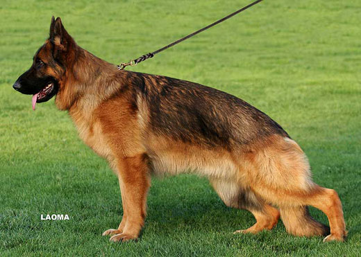 SG2 5010 Corbo von Dossel，公，2008-02-19，CAA7887，CSZ82002，犬主：韩彬