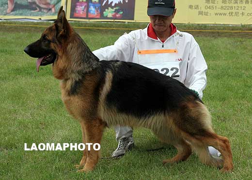 SG4 5022 Zante von JinRuiCheng，公，2008-01-26，CTS4223，CSZ72589，犬主：李经涛