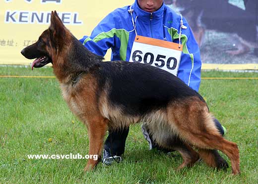 SG1 6050* Aifi von TianYi，母，2007-12-06，CKA0196，CSZ61674，犬主：赵振平