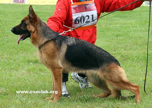 SG5 6021 Relli  von WeiSheng，母，2008-03-27，CJN5598，CSZ65517，犬主：陈玉新(玉新)