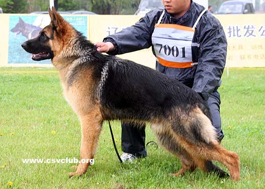 VV3 7001 Arlo von XiangRui，公，2008-07-18，CDZ0229，CSZ79092，犬主：王晓祥