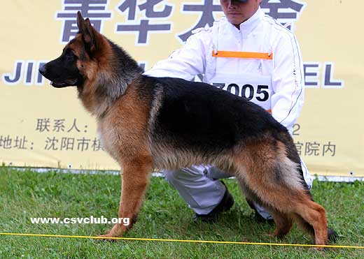 VV4 7005 Brain von Willing，公，2008-07-06，CAZ6550，CSZ83499，犬主：张继中