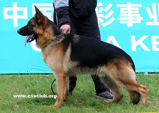 VV5 7003 Canto von ShenYangJinXing，公，2008-07-08，CDZ0429，CSZ82166，犬主：李保成