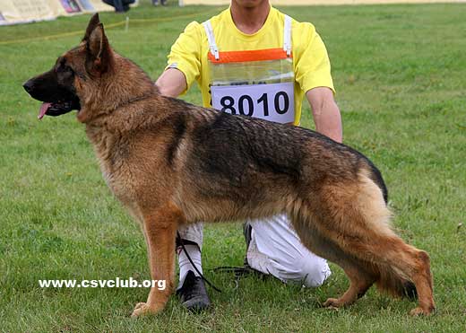VV2 8010 Baerbl von HuaXi，母，2008-08-01，CLZ7026，CSZ84192，犬主：尹龙