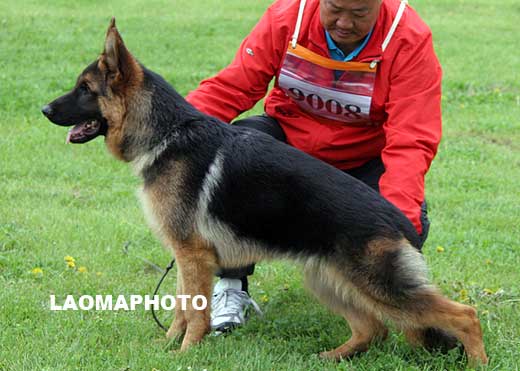 VV2 9008 Dubaiq von HeNanJinDun，公，2008-09-08，CHZ5143，CSZ86582，犬主：底书信