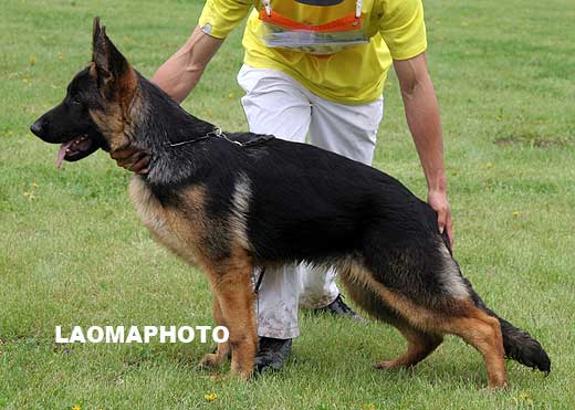 VV5 9016 Jeronimo von YuLong，公，2008-11-01，CLZ9586，CSZ88418，犬主：尹龙