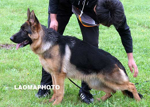 VV1 0013 Bascia von SanDing，母，2008-11-08，CLW6154，CSZ90700，犬主：孙广臣