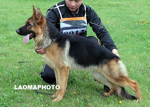 VV2 0012 Baya von TianJinJinDong，母，2008-09-18，CTZ2116，CSZ87057，犬主：刘新林
