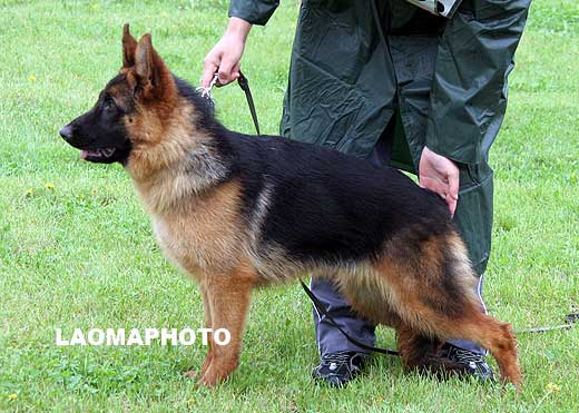VV5 0016 Dupia von HeNanJinDun，母，2008-09-08，CHZ5148，CSZ86587，犬主：底书信