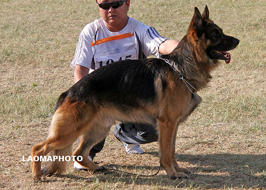 V2 1045 Farus des Meilleurs Sangs，公，2006-01-04，CHIP189，CSZ8002116，犬主：王宏志