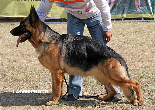 V1 2067 *Walia von LongDe，母，2006-07-12，CEM4806，CSZ75436，犬主：李东凯