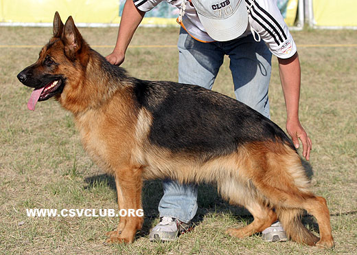 SG1 4043 * Olga vom Schlangenweg，母，2007-10-10，D1371，CSZ8002084 ，犬主：林永培