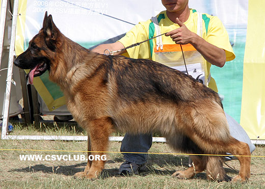SG1 5036 * Corbo von Dossel，公，2008-02-19，CAA7887，CSZ82002，犬主：韩彬
