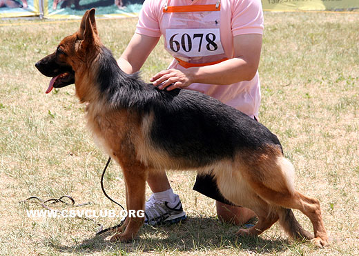 SG4 6078 * NyaiQingHou，母，2008-02-08，CLA2788，CSZ70094，犬主：韩彬