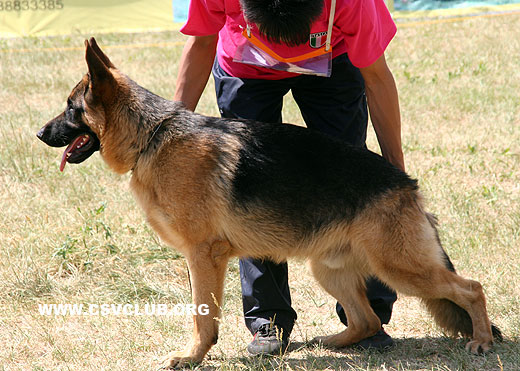 VV2 7002 Balko von XinTeWangWang，公，2008-06-19，CAZ6553，CSZ83501，犬主：梁根新