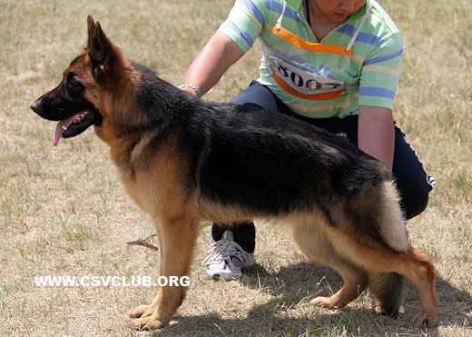VV5 8007 Aisha von XiangRui，母，2008-07-18，CDZ0230，CSZW79093，犬主：王晓祥