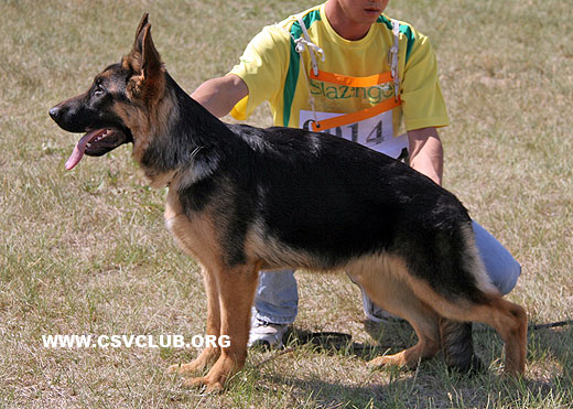 VV2 9011 Qunz von DeAiEr，公，2008-10-16，CTW6850，CSZ90937，犬主：韩彬