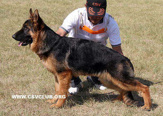VV4 9005 Heilei`S von DongYu，公，2008-11-12，CLZ9528，CSZ88366，犬主：孙德宇
