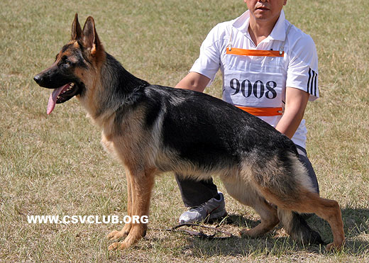 VV5 9008 Boron von BaTu，公，2008-09-26，CAZ3087，CSZ86146，犬主：穆凤才