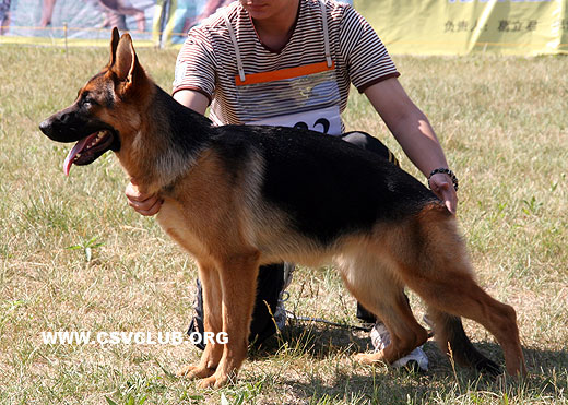 VV1 0022 Baya von TianJinJinDong，母，2008-09-18，CTZ2116，CSZ87057，犬主：刘新林
