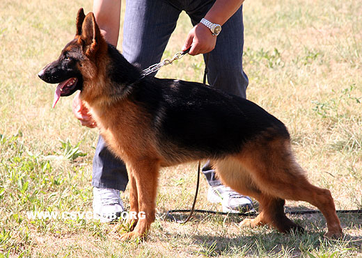 VV3 0021 Dupia von HeNanJinDun，母，2008-09-08，CHZ5148，CSZ86587，犬主：底书信