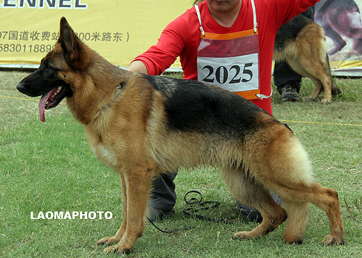 V2 2025*Cardi von P&D，母，2006-08-03，CFN2196，CSZ34410，犬主：刘洪进