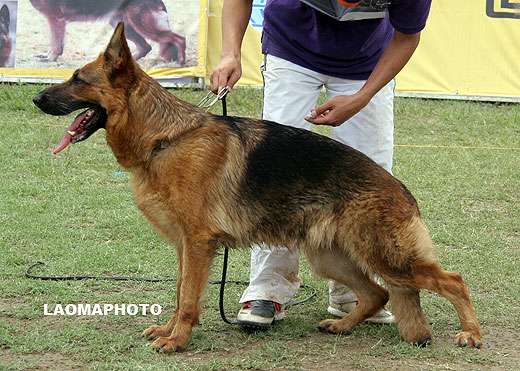 V4 2065* Lie vom Starkenburg-Blick，母，2004-02-13，N-I3075，CSZ8001747，犬主：张明德