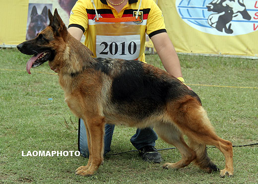 V5 2010* Haz el von ZHENGYUAN，母，2004-02-17，CKF1003，CSZ0006674，犬主：樊永利