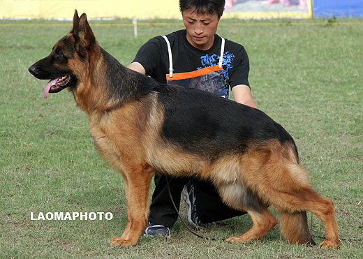 SG3 3025* Aks von TianYi，公，2007-12-06，CKA0194，CSZ61672，犬主：赵振平