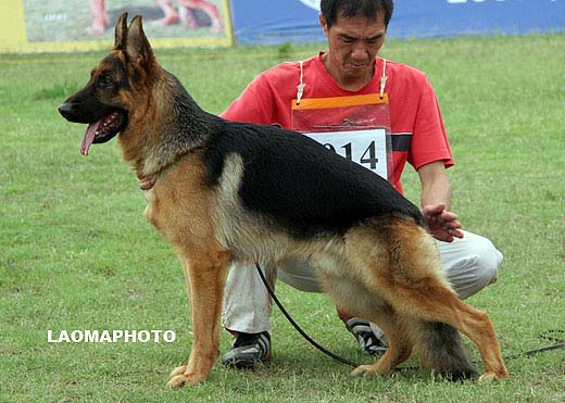 SG5 3014* Mano von LuLong，公，2007-09-08，CDS3131，CSZ62000，犬主：王丰收